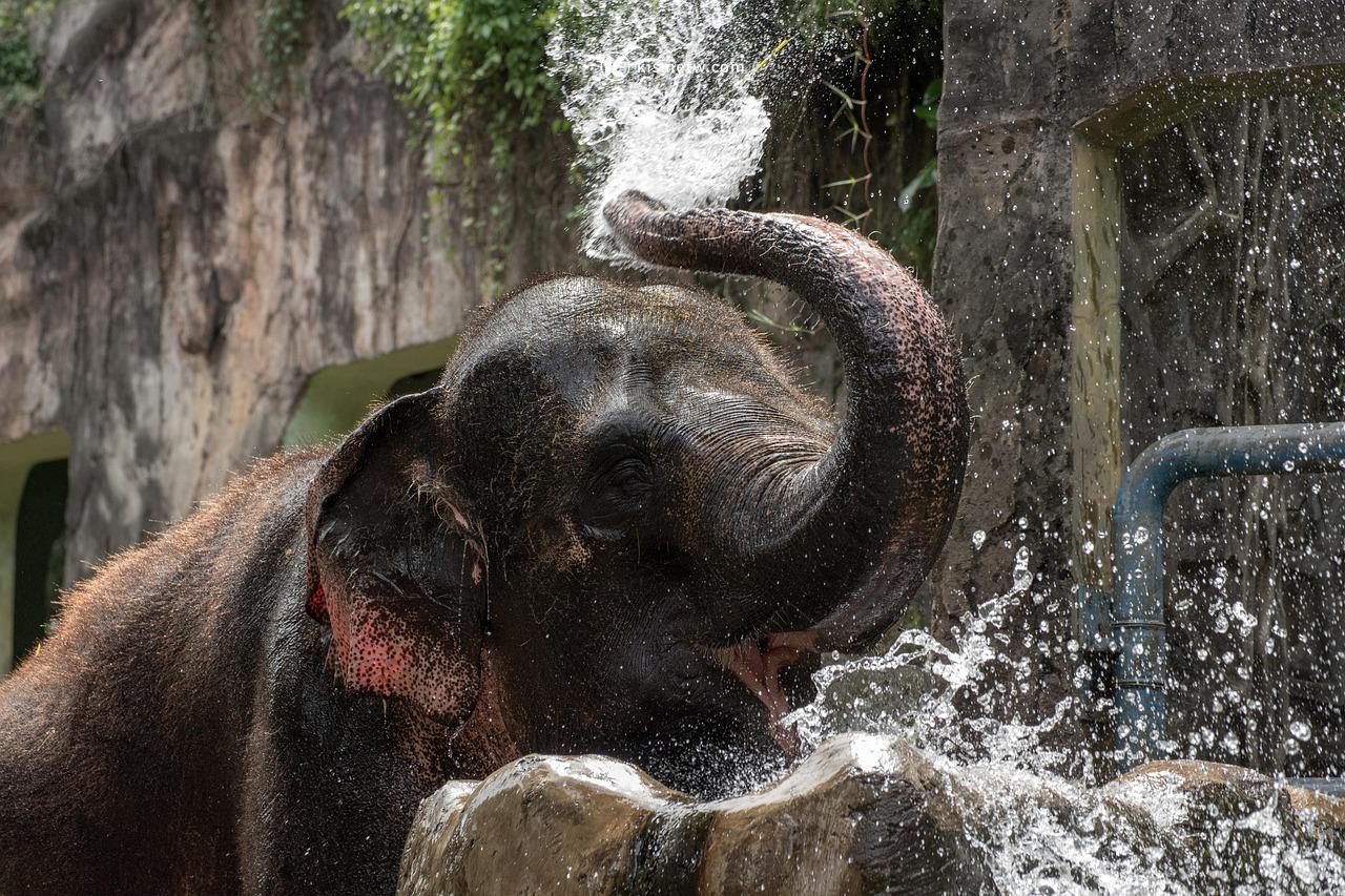 泰國清邁大象保育區全攻略｜旅遊常見問題與行前準備一次掌握