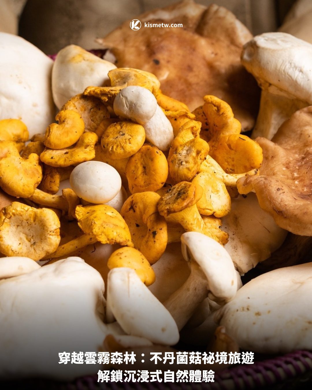 穿越雲霧森林：不丹菌菇祕境旅遊解鎖沉浸式自然體驗 5