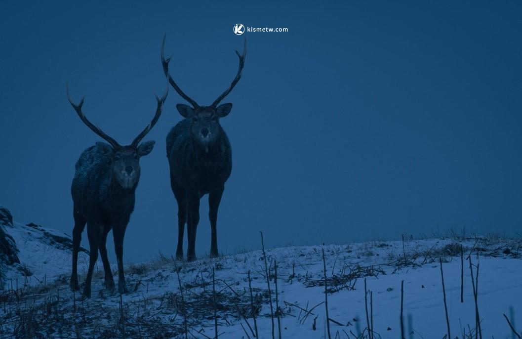 輕井澤淺間王子大飯店冬季尊榮體驗｜星空觀賞與法式晚宴結合夜間野生之旅1
