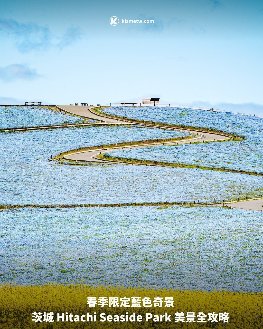 春季限定藍色奇景 茨城 Hitachi Seaside Park 美景全攻略1