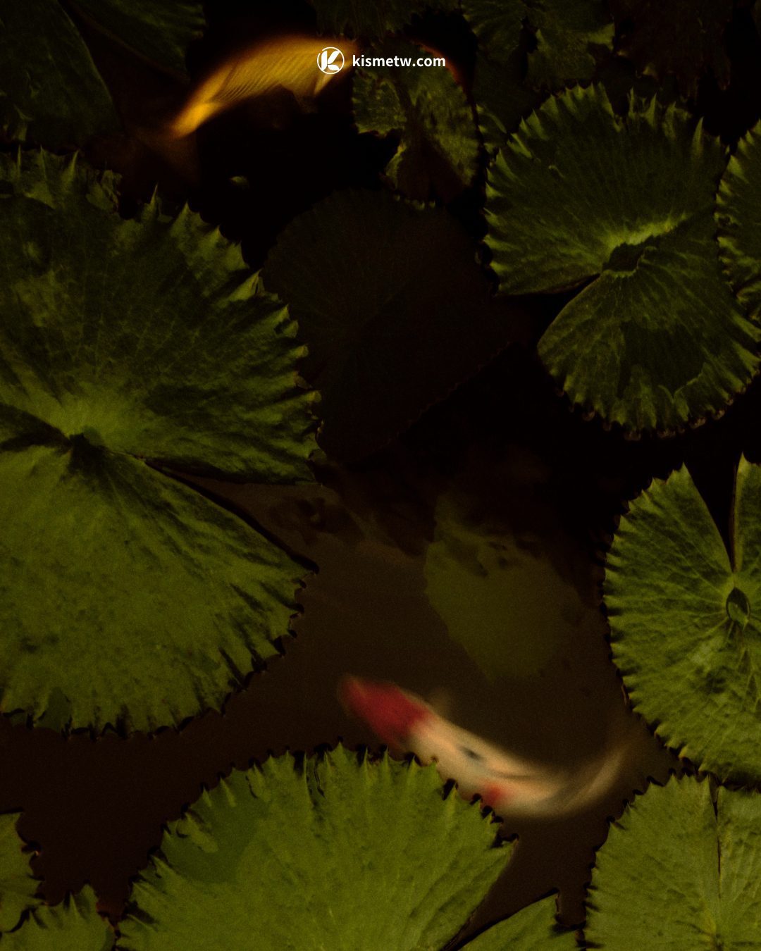 Novak Djokovic 攜手 Aman 開創「長壽之道」全球首席康養顧問打造煥新排毒計劃7