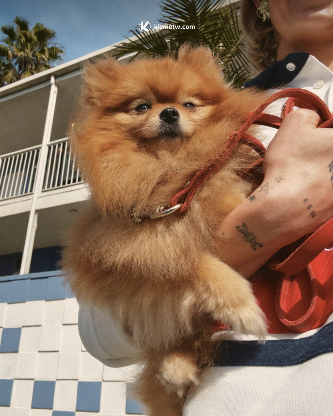 張員瑛詮釋全新Tommy Girl，2025春季系列由Aleali May操刀重塑經典 (7)