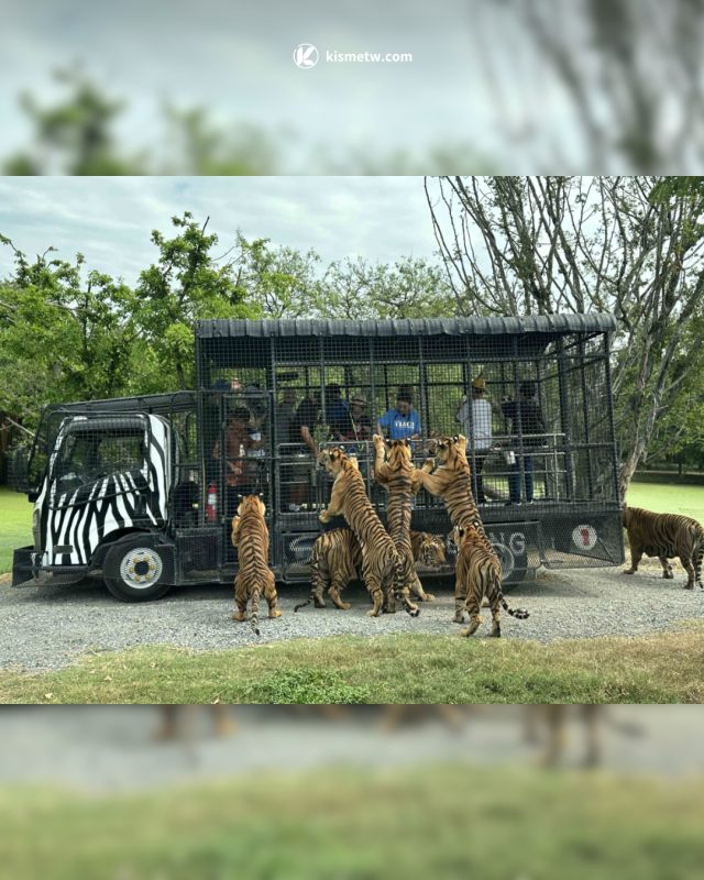 黃鐙輝泰國爆笑遭遇｜《行！鬥陣出國去！》動物園驚魂連環事件掀起熱議3