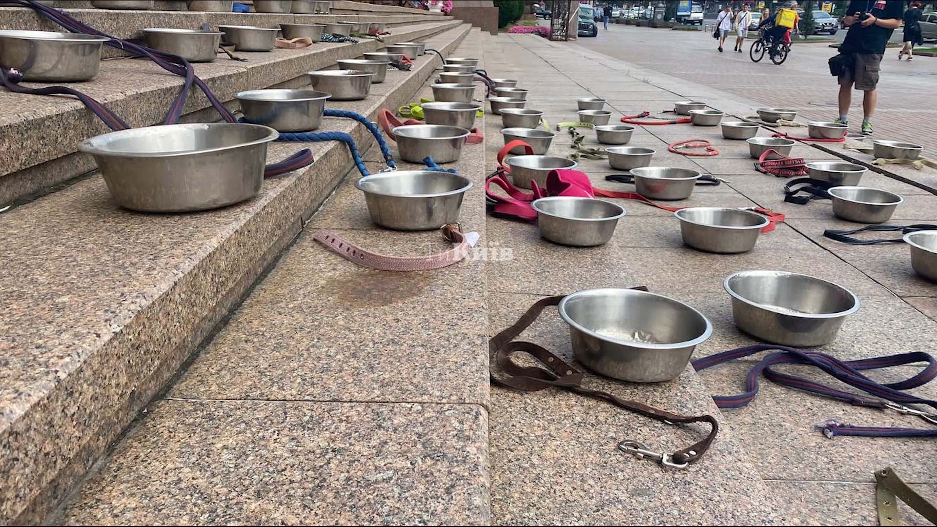 戰爭裂縫中的牠與他，《戰火下的毛孩》導演山田茜鏡頭下不被遺忘的生命真相 (1)