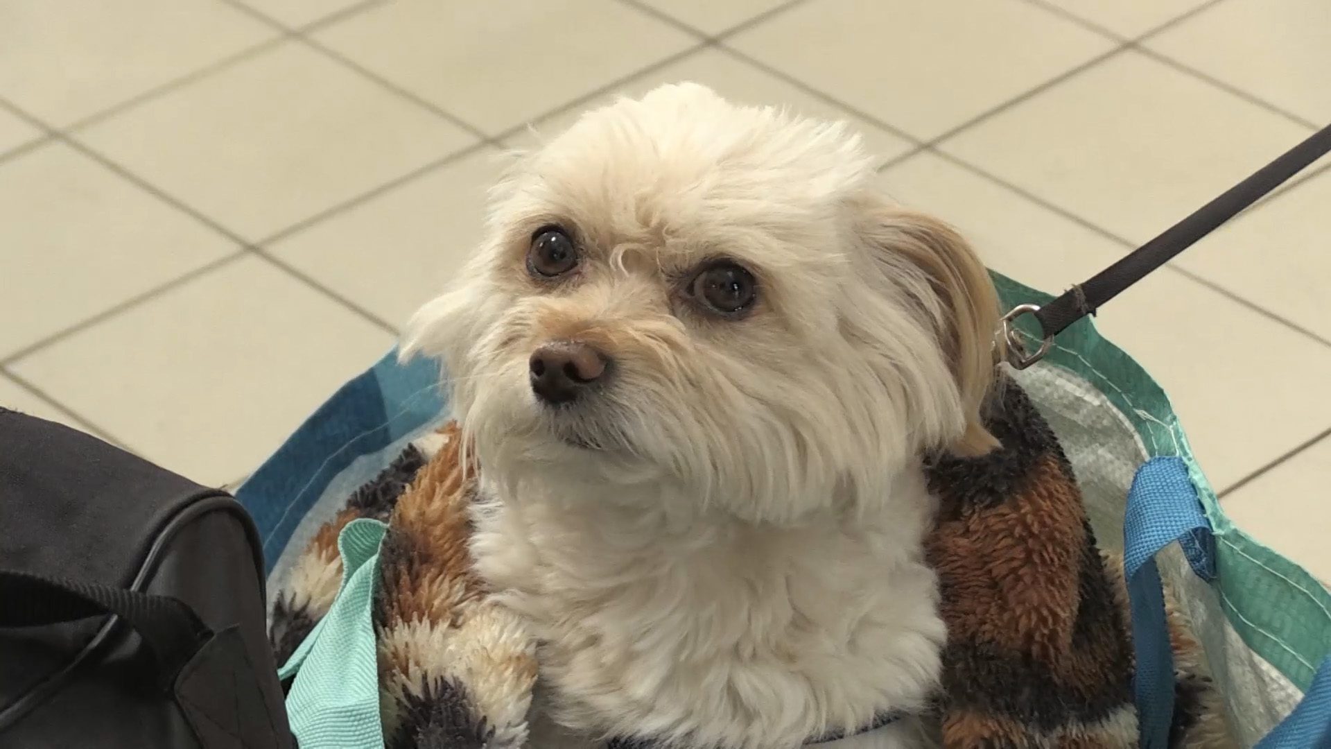 戰爭裂縫中的牠與他，《戰火下的毛孩》導演山田茜鏡頭下不被遺忘的生命真相 (3)