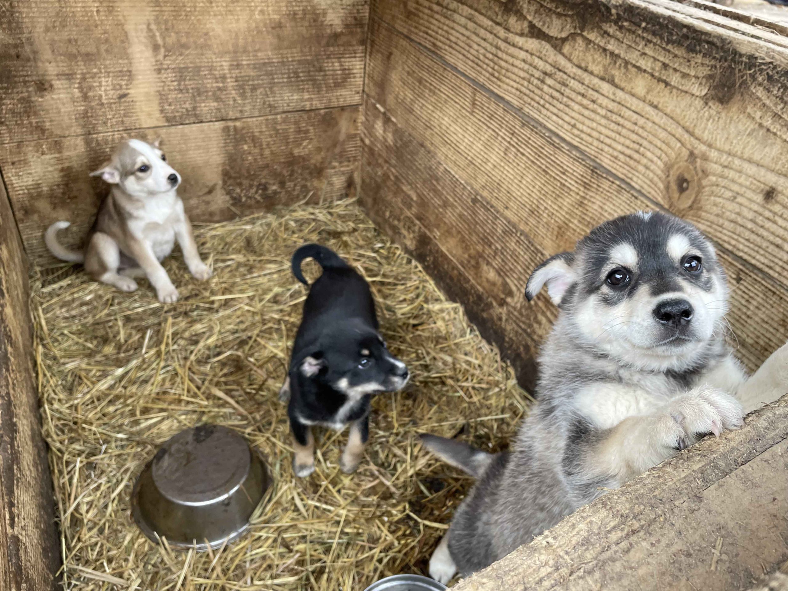 戰爭裂縫中的牠與他，《戰火下的毛孩》導演山田茜鏡頭下不被遺忘的生命真相 (4)