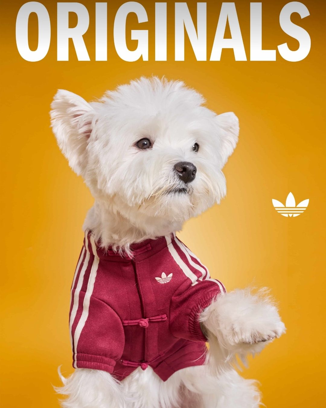adidas Originals三葉草寵物系列2026春季登場｜新年限定與ADICOLOR延伸主人毛孩穿搭默契2