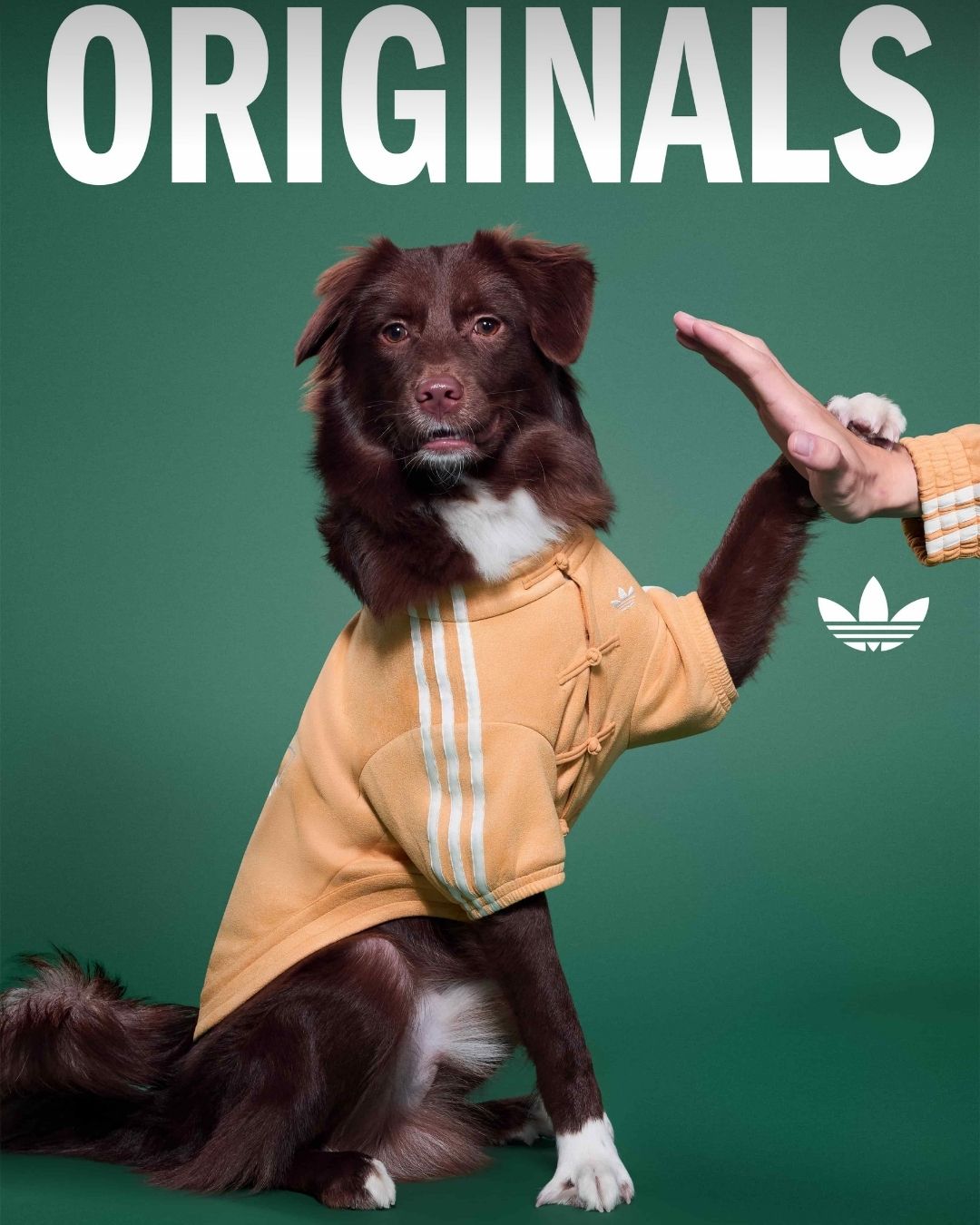 adidas Originals三葉草寵物系列2026春季登場｜新年限定與ADICOLOR延伸主人毛孩穿搭默契4
