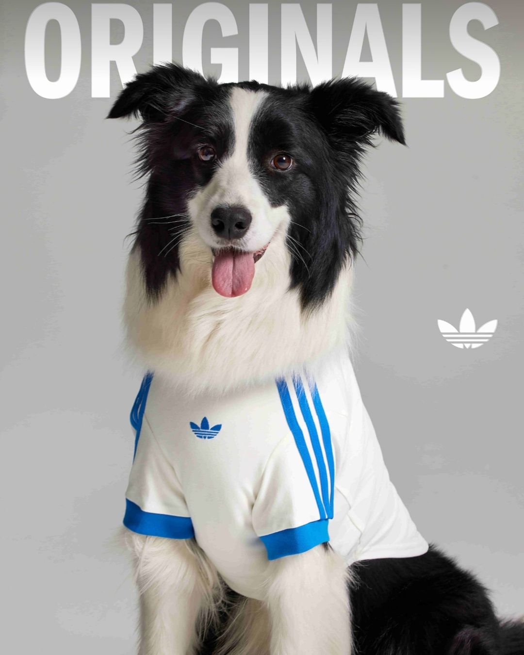 adidas Originals三葉草寵物系列2026春季登場｜新年限定與ADICOLOR延伸主人毛孩穿搭默契6