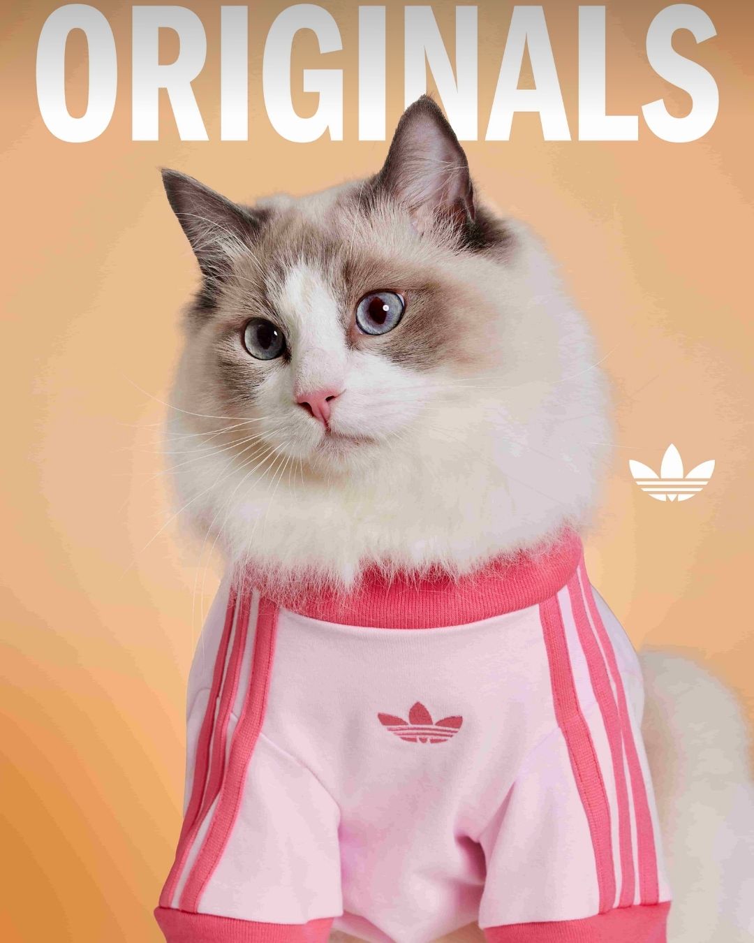 adidas Originals三葉草寵物系列2026春季登場｜新年限定與ADICOLOR延伸主人毛孩穿搭默契7
