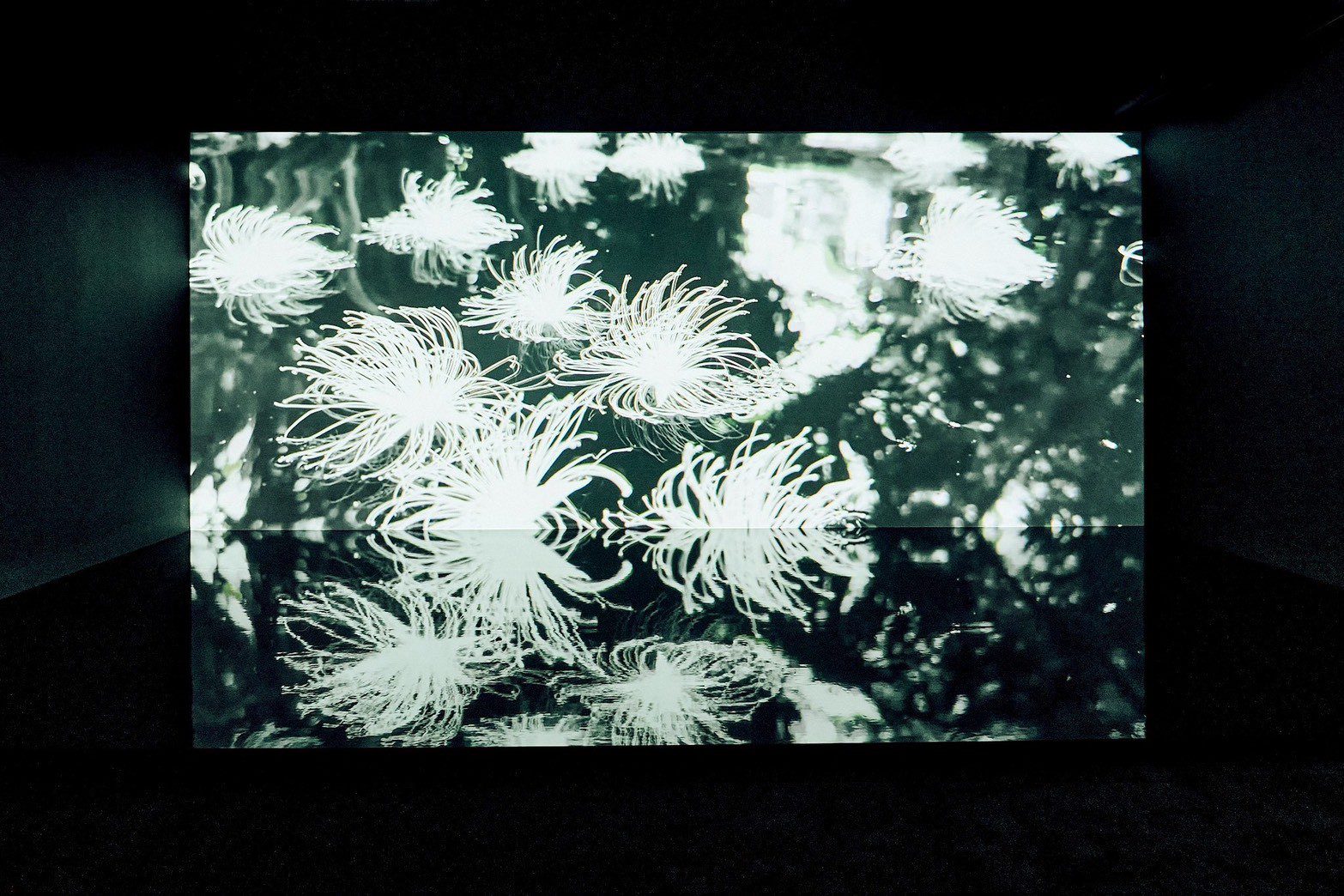 蜷川實花《彼岸之光，此岸之影》沉浸式光影展｜台北華山獨家首發全新展區6