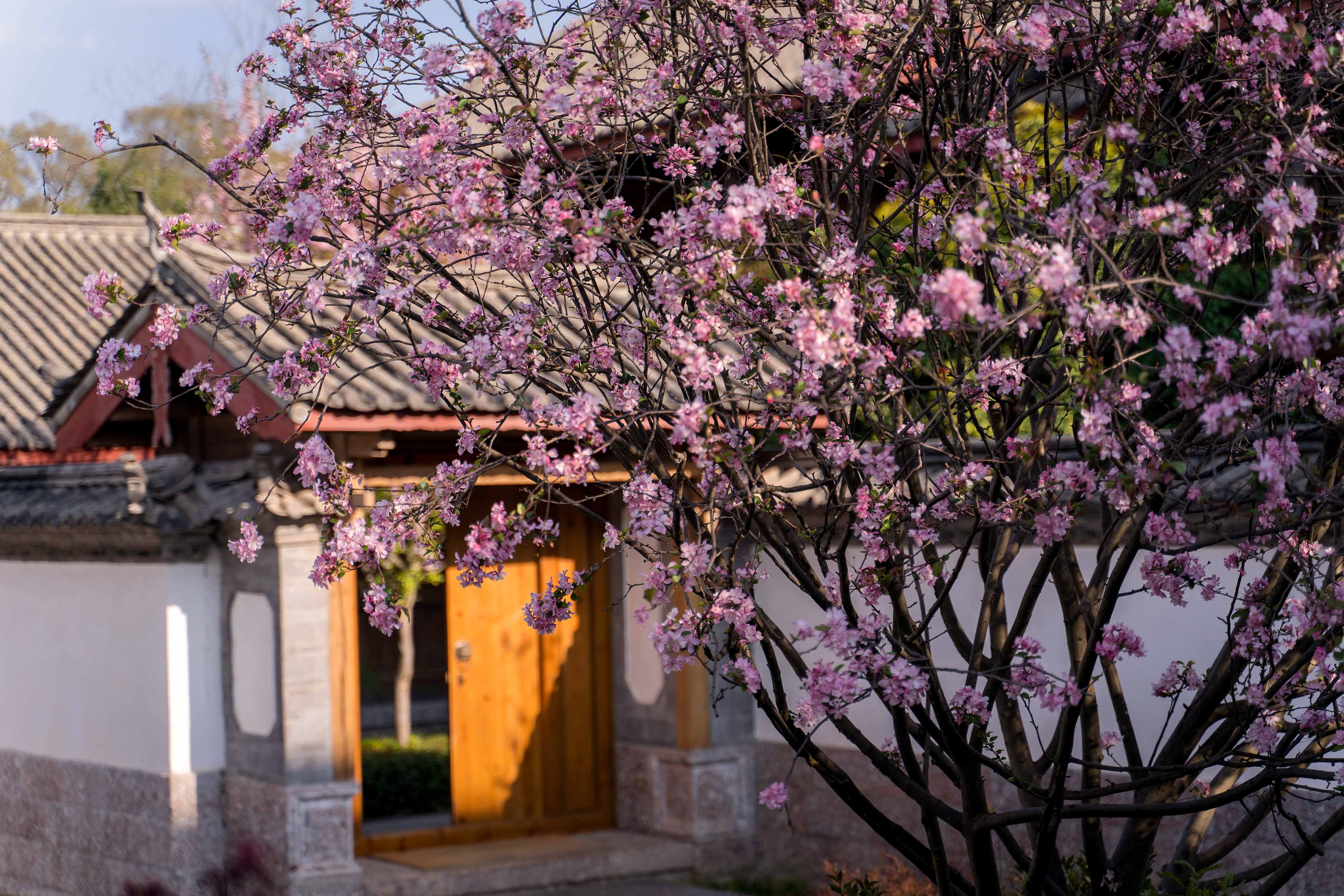 安縵三地春日旅居提案｜從茶山古樹到雪嶺古城的靜美款待 (1)