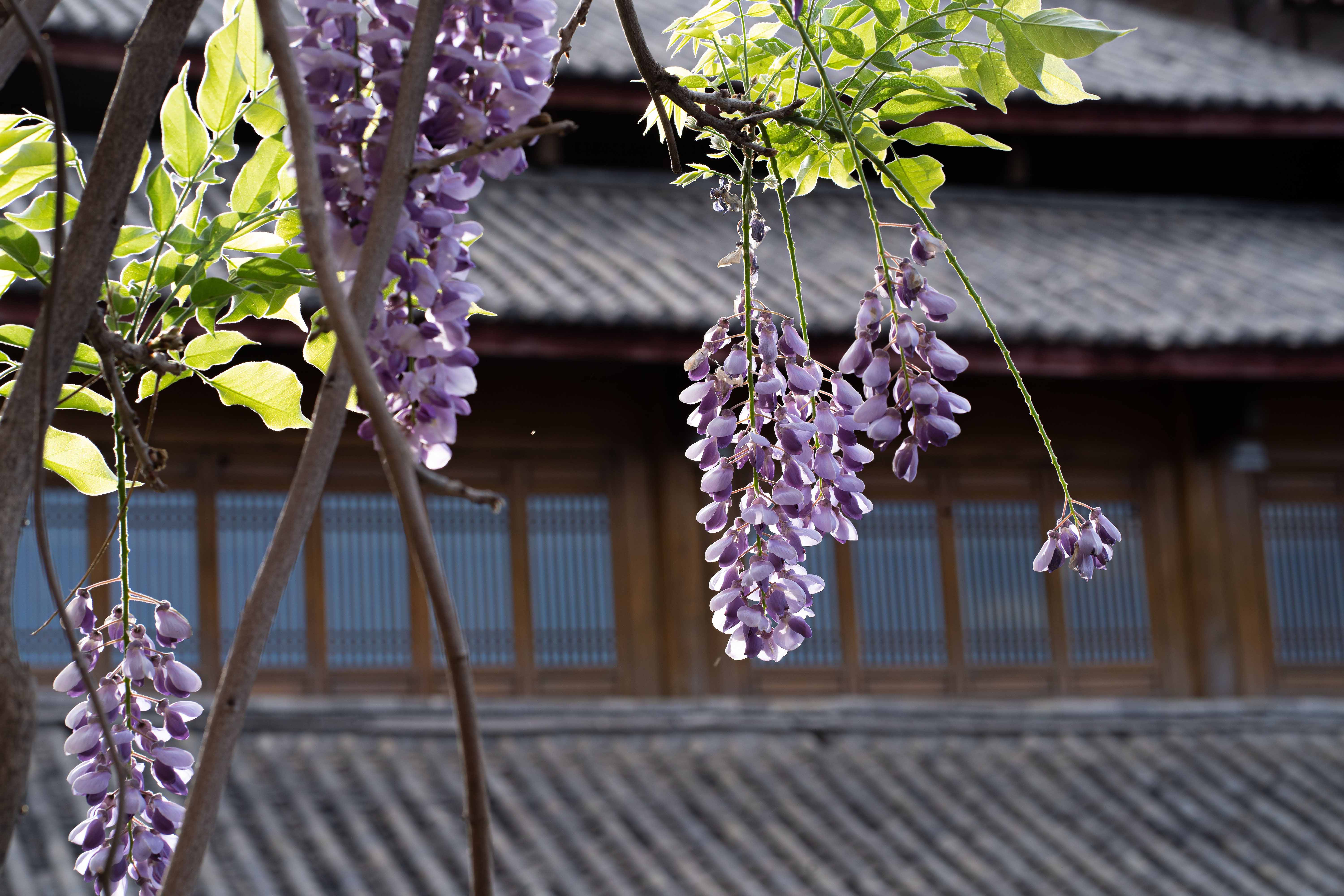 安縵三地春日旅居提案｜從茶山古樹到雪嶺古城的靜美款待 (8)