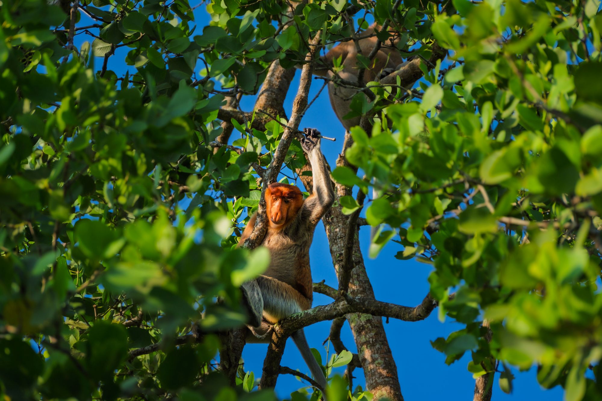 沙巴婆羅洲隱奢新地標登場 Club Med全包式度假開放預訂 (2)