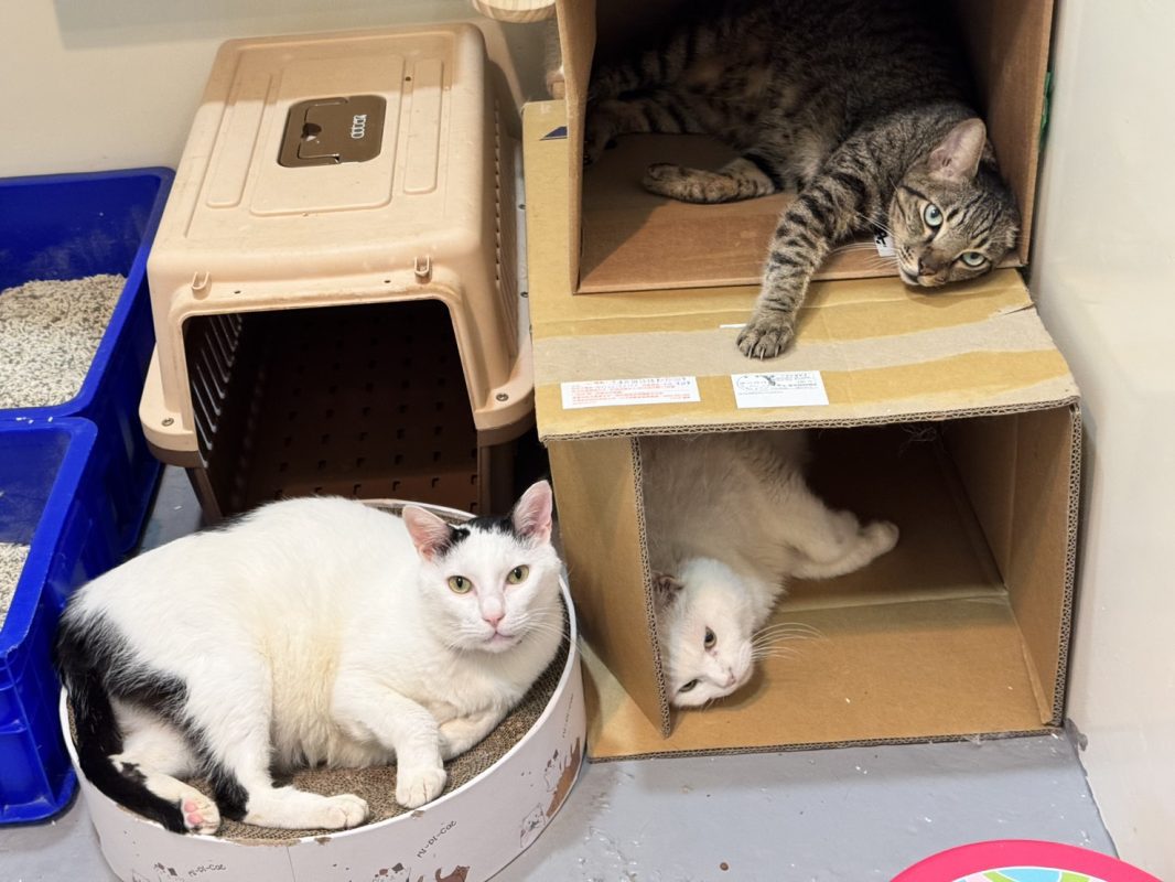 瑪氏啟動國際寵物日公益計畫｜買三捐一擴散認養關懷行動