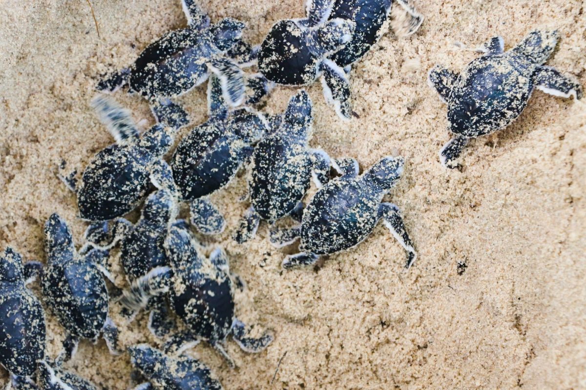 Trisara深耕海龜保育｜普吉島奢華度假結合海洋永續行動4