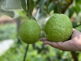 高雄芭樂進駐全聯｜5月限時優惠品嚐清脆果香