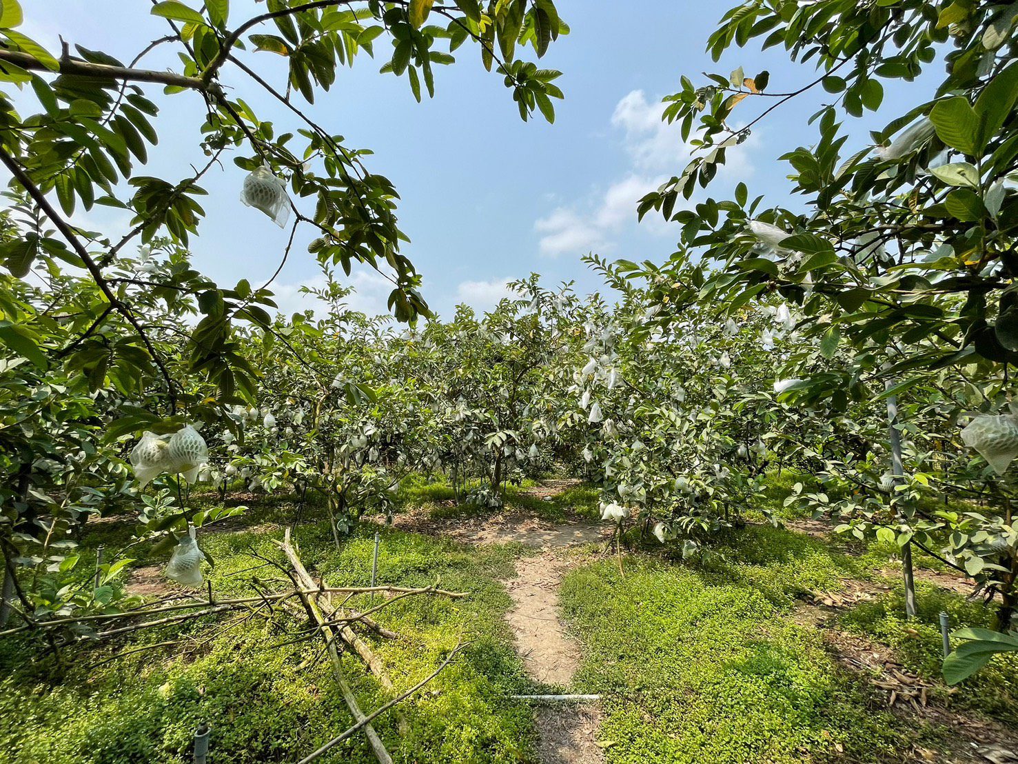 高雄芭樂進駐全聯｜5月限時優惠品嚐清脆果香 (4)