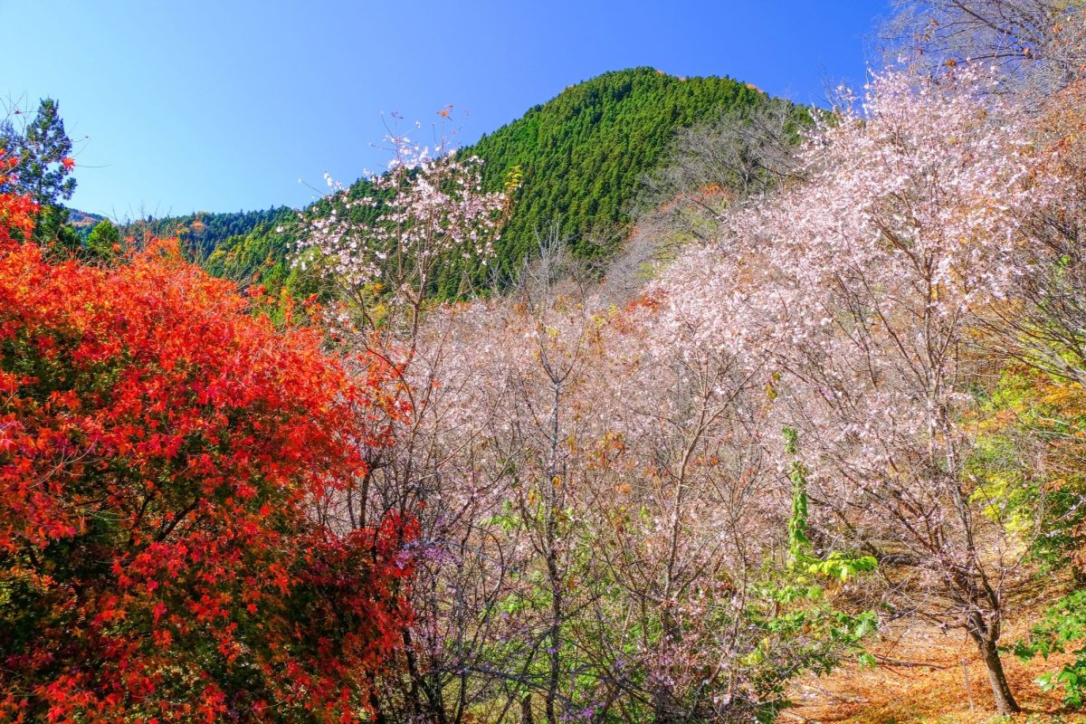 saitama autumn travel spots4
