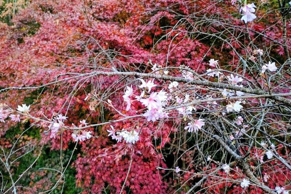 saitama autumn travel spots5